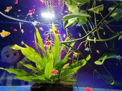 蘇虎魚低溫保護(hù)措施，農(nóng)業(yè)農(nóng)村部漁業(yè)漁政管理局提出冬季水產(chǎn)養(yǎng)殖技術(shù)指引