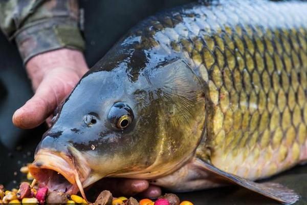 最小的龍魚多少斤重：探秘龍魚家族，最小的龍魚究竟多少斤？