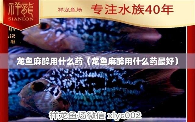 麻醉龍魚用什么藥最好：常用的龍魚麻醉藥物及其特點