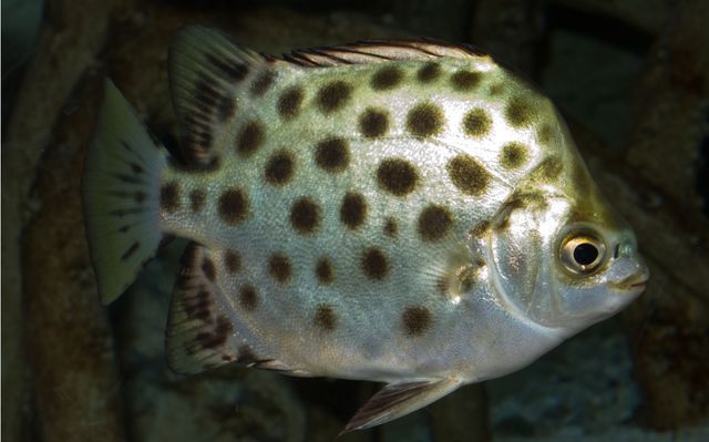 如何模擬非洲金鼓魚(yú)自然環(huán)境，如何通過(guò)模擬非洲金鼓魚(yú)的自然環(huán)境來(lái)研究其生態(tài)習(xí)性