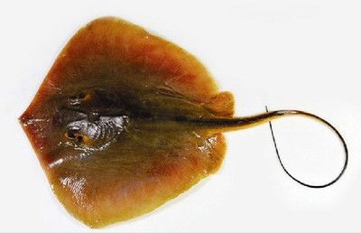 魟魚被咬爛尾巴下什么藥：魟魚尾巴被咬爛的情況下，治療方法會根據具體情況不同