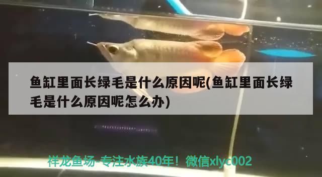 魚缸為什么要貼紙(魚缸用貼紙) 龍魚百科 第3張 魚缸為什么要貼紙(魚缸用貼紙) 魚缸為什么要貼紙(魚缸用貼紙) 龍魚百科 第3張