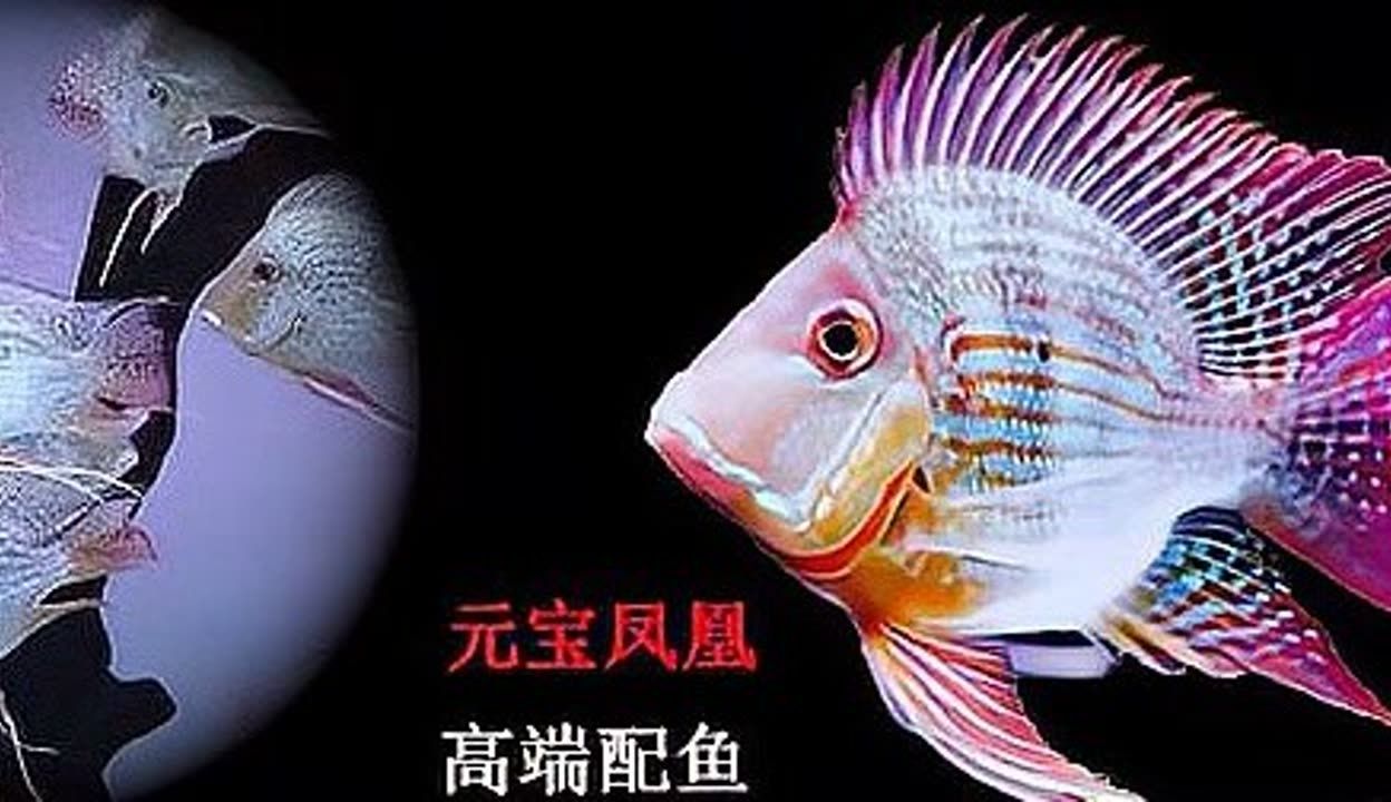 如何選擇適合元寶鳳凰魚的燈光：元寶鳳凰魚的燈光需要綜合考慮綜合考慮以下幾個方面