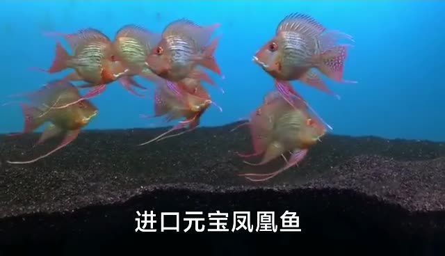 進口元寶鳳凰魚斷貨半年終于回貨啦：祥龍魚場進口元寶鳳凰魚即將到貨