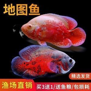 元寶鳳凰魚適宜的pH值范圍，元寶鳳凰魚水質(zhì)管理技巧，如何檢測魚缸ph值變化 元寶鳳凰魚適宜的pH值范圍，元寶鳳凰魚水質(zhì)管理技巧，如何檢測魚缸ph值變化 元寶鳳凰魚百科 第5張