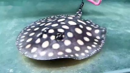 魟魚到家幾天開口：魟魚到家后開口的時間因多種因素而異
