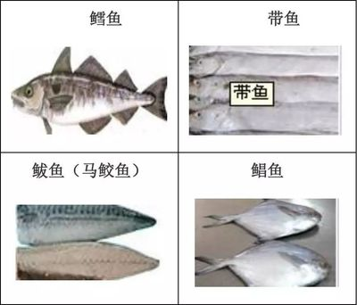 最小的龍魚能長多大圖片：探秘最小龍魚之成長極限，袖珍身軀下的奇妙世界