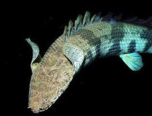 龍魚(yú)吃食咽不下去