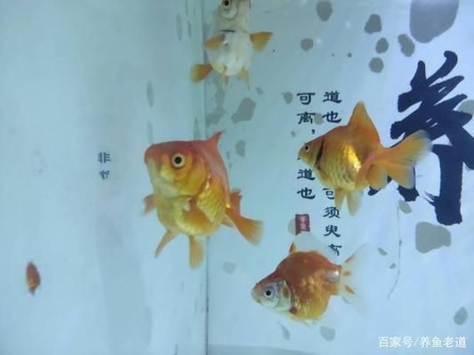 蘇虎苗常見疾病預(yù)防，蘇虎苗常見疾病的預(yù)防