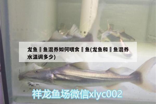 蘇虎苗常見疾病預(yù)防，蘇虎苗常見疾病的預(yù)防