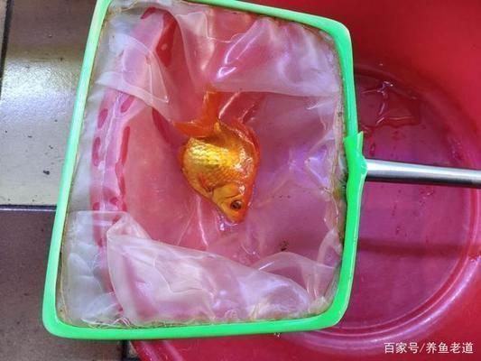 蘇虎苗常見疾病預(yù)防，蘇虎苗常見疾病的預(yù)防