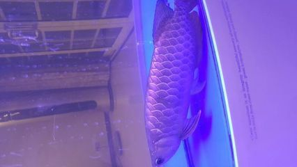 金龍魚呆在魚缸低下什么原因引起的，金龍魚呆在魚缸底部可能是由多種原因引起的