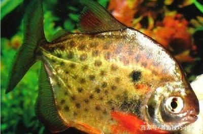 虎紋銀板魚適宜水溫范圍，虎紋銀板魚的適宜水溫范圍