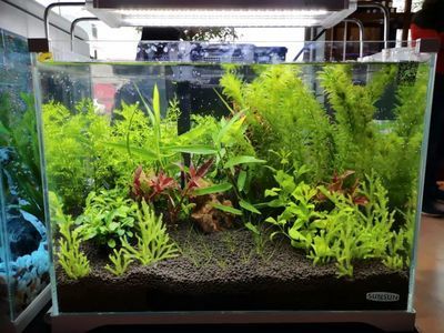 龍魚缸怎么搭配魚好看呢，龍魚缸內植物配置建議，如何選擇龍魚缸的過濾系統