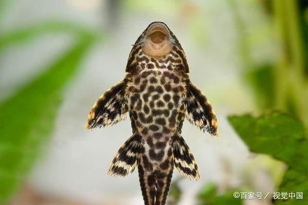 龍魚缸里清道夫死了，清道夫魚死亡的原因
