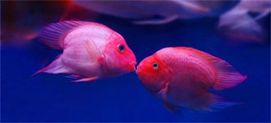 元寶鳳凰魚怎么養的好看圖片：元寶鳳凰魚的飼養方法 元寶鳳凰魚怎么養的好看圖片：元寶鳳凰魚的飼養方法 元寶鳳凰魚百科 第4張