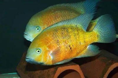 元寶鳳凰魚怎么養的好看圖片：元寶鳳凰魚的飼養方法 元寶鳳凰魚怎么養的好看圖片：元寶鳳凰魚的飼養方法 元寶鳳凰魚百科 第5張