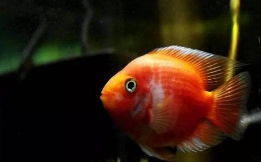 元寶鳳凰魚怎么養的好看圖片：元寶鳳凰魚的飼養方法 元寶鳳凰魚怎么養的好看圖片：元寶鳳凰魚的飼養方法 元寶鳳凰魚百科 第6張