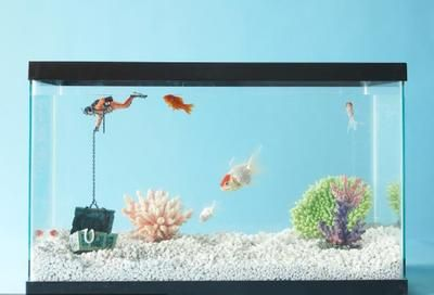 魚缸里面多長時間放一次鹽，如何判斷魚是否生病魚缸換水的最佳時機魚缸鹽度控制技巧