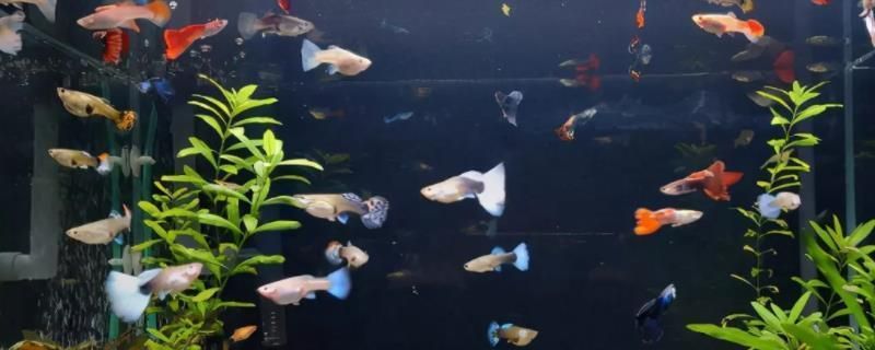 魚缸里面多長時間放一次鹽，如何判斷魚是否生病魚缸換水的最佳時機魚缸鹽度控制技巧