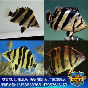 印尼虎魚苗水質管理要點，印尼虎魚水質管理 印尼虎魚苗水質管理要點，印尼虎魚水質管理 虎魚百科 第5張