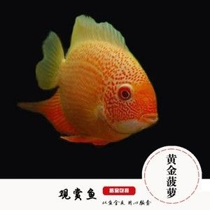 元寶鳳凰魚吃什么的東西：元寶鳳凰魚的飲食習(xí)慣