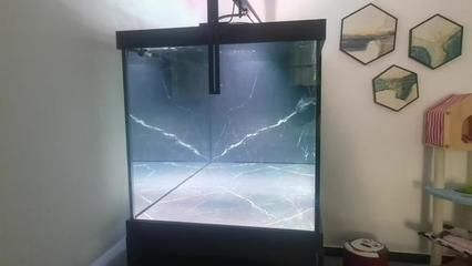 龍魚缸怎樣除藻 龍魚缸怎樣除藻 魚缸百科 第4張