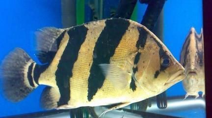 如何預(yù)防虎魚(yú)真菌感染，虎魚(yú)真菌感染是一種常見(jiàn)的疾病，虎魚(yú)均衡飲食方案
