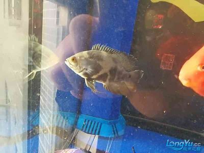 紅龍魚發黃咋回事