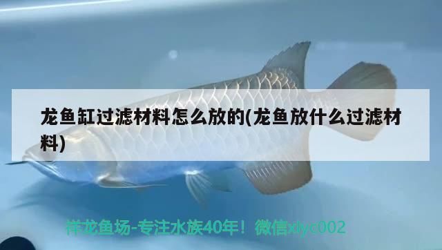 龍魚缸過濾材料怎么放進去，龍魚缸水流方向設(shè)計技巧和注意事項和注意事項