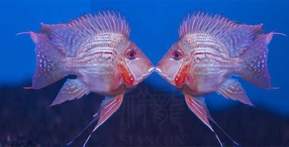 元寶鳳凰魚壽命多長：元寶鳳凰魚的壽命因飼養條件和個體差異不同而有所不同 元寶鳳凰魚壽命多長：元寶鳳凰魚的壽命因飼養條件和個體差異不同而有所不同 元寶鳳凰魚百科 第1張