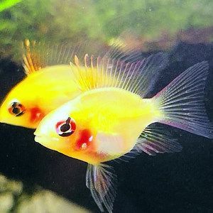 元寶鳳凰魚壽命多長：元寶鳳凰魚的壽命因飼養條件和個體差異不同而有所不同 元寶鳳凰魚壽命多長：元寶鳳凰魚的壽命因飼養條件和個體差異不同而有所不同 元寶鳳凰魚百科 第4張
