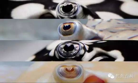 魟魚背上凹：關(guān)于魟魚背上的凹陷根據(jù)搜索結(jié)果