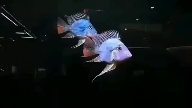 龍魚最高端配魚進口的元寶鳳凰魚：進口的元寶鳳凰魚
