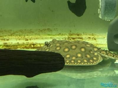 魟魚消化不良的表現是什么：魟魚消化不良的表現