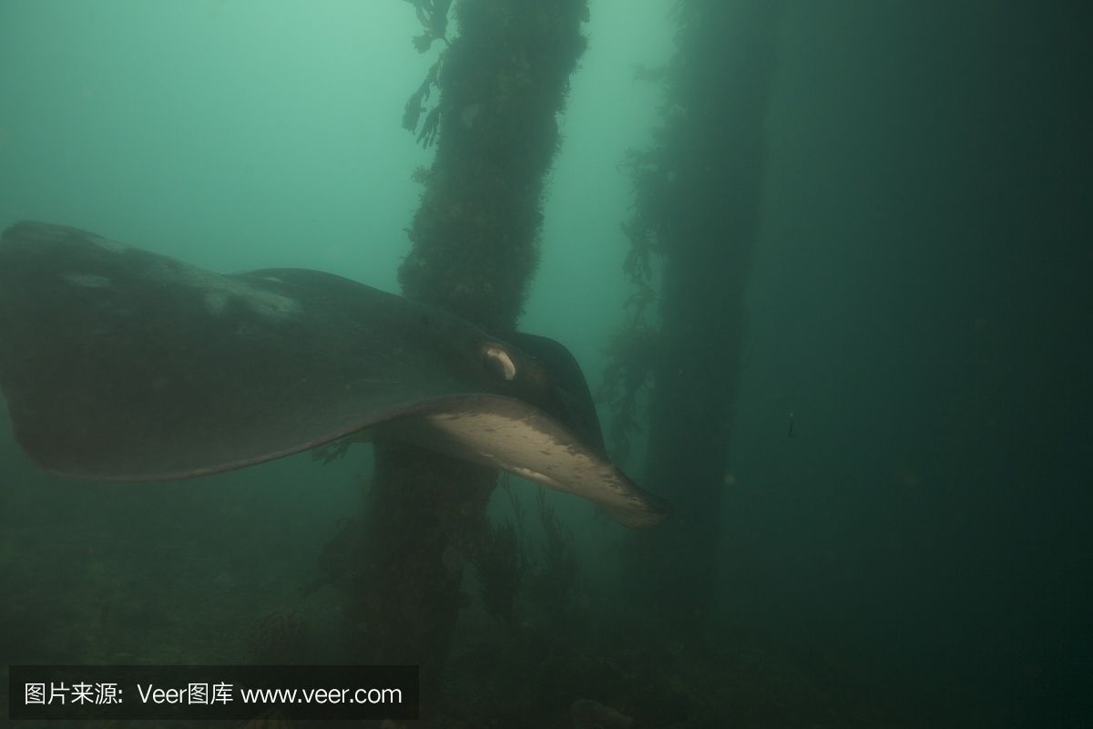 魟魚正常呼吸什么樣：魟魚的呼吸方式和表現是其健康狀況的重要指標