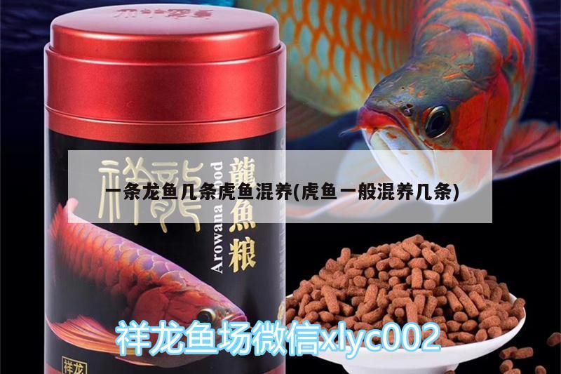 一條龍魚幾條虎魚混養(虎魚一般混養幾條)