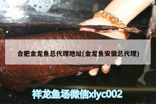 魚缸出水口改到缸底好嗎(魚缸出水口可以放在水里面嗎)