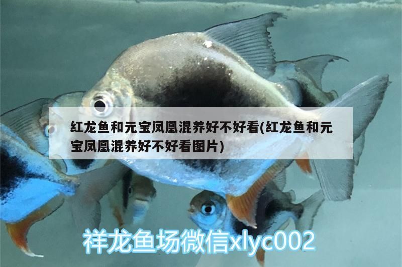 紅龍魚和元寶鳳凰混養好不好看(紅龍魚和元寶鳳凰混養好不好看圖片)