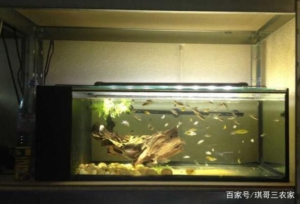 金龍魚魚缸過濾材料擺放順序，金龍魚魚缸的過濾材料擺放順序