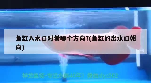 魚缸入水口對著哪個(gè)方向?(魚缸的出水口朝向) 魚缸入水口對著哪個(gè)方向?(魚缸的出水口朝向) 元寶鳳凰魚百科 第3張