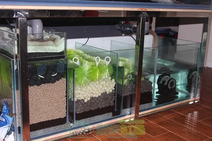 飼養魟魚可以滴流嗎：飼養魟魚的注意事項
