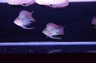 金龍魚跟元寶鳳凰混養（金龍魚與元寶鳳凰混養需要注意體型大小和社會行為的觀察要點） 金龍魚跟元寶鳳凰混養（金龍魚與元寶鳳凰混養需要注意體型大小和社會行為的觀察要點） 元寶鳳凰魚百科 第2張