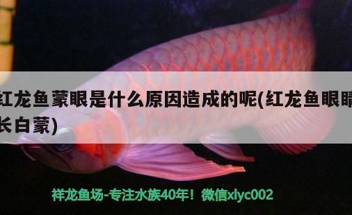 薩伊藍(lán)六間魚(yú)魚(yú)缸背景選擇 薩伊藍(lán)六間魚(yú)怎么繁殖