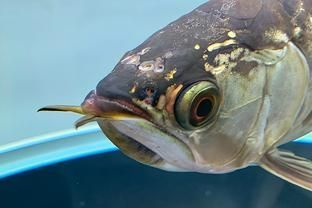 龍魚頭洞病的治療方法，龍魚頭洞病的治療方法和注意事項 龍魚頭洞病的治療方法，龍魚頭洞病的治療方法和注意事項 虎魚百科 第6張