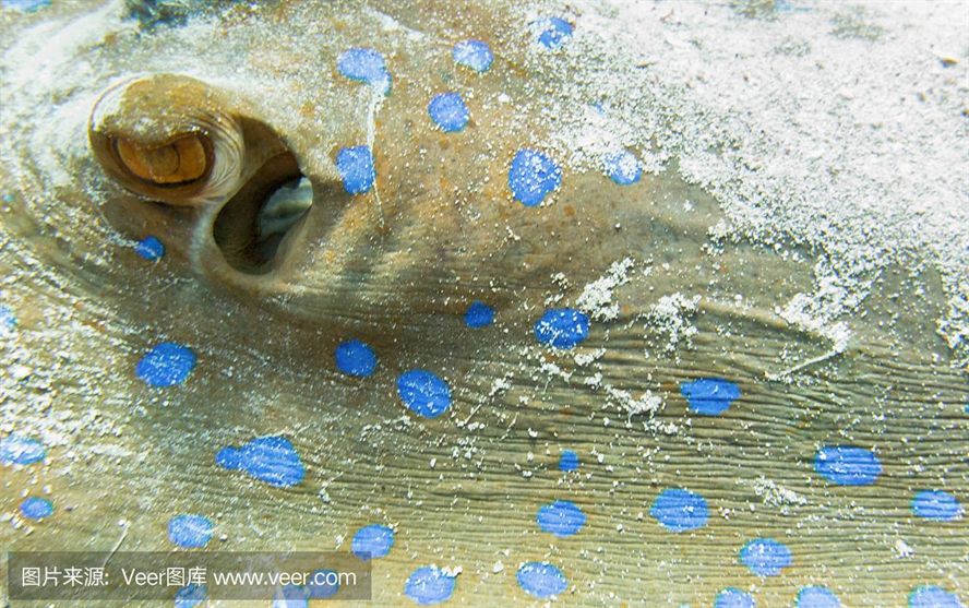 白子魟魚眼睛：白子魟魚的眼睛是其顯著特征之一，白子魟魚的眼睛是紅色的