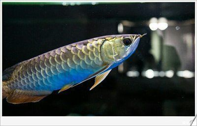 金龍魚魚缸大小對比圖高清，金龍魚魚缸大小對比圖