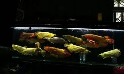 龍魚養幾條合適呀圖片，關于龍魚養殖數量的一些建議
