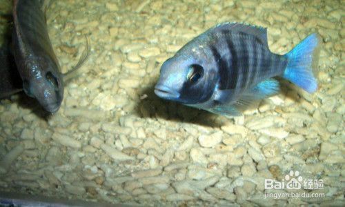 魟魚顏色變深：魟魚的顏色變深的原因