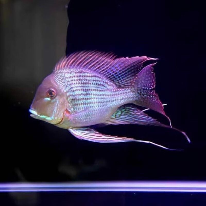 元寶鳳凰魚混養(yǎng)常見疾病：元寶鳳凰魚在混養(yǎng)過程中可能會遇到一些常見疾病及其防治方法